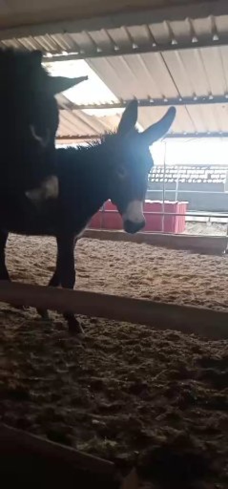 出售肉驴改良肉驴三粉驴