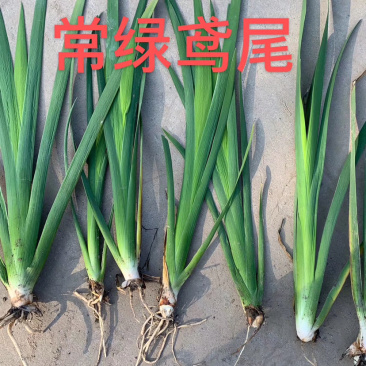 常绿茑尾