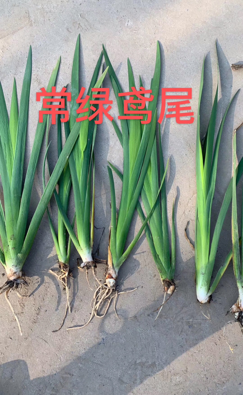 常绿茑尾