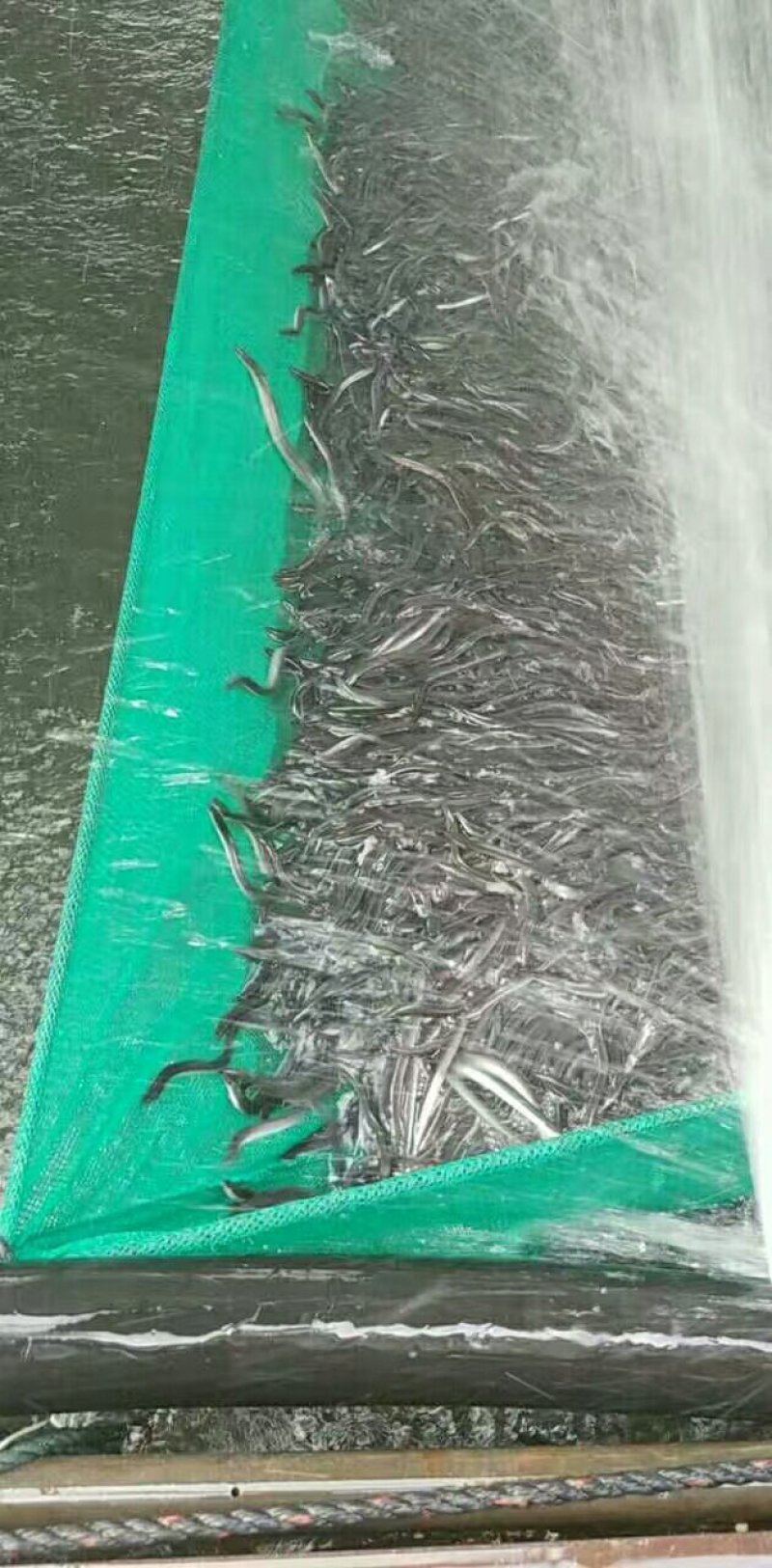 日本鳗鱼苗，花鳗鱼苗