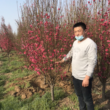 龙柱碧桃苗地径3～12cm红花粉花白花多瓣