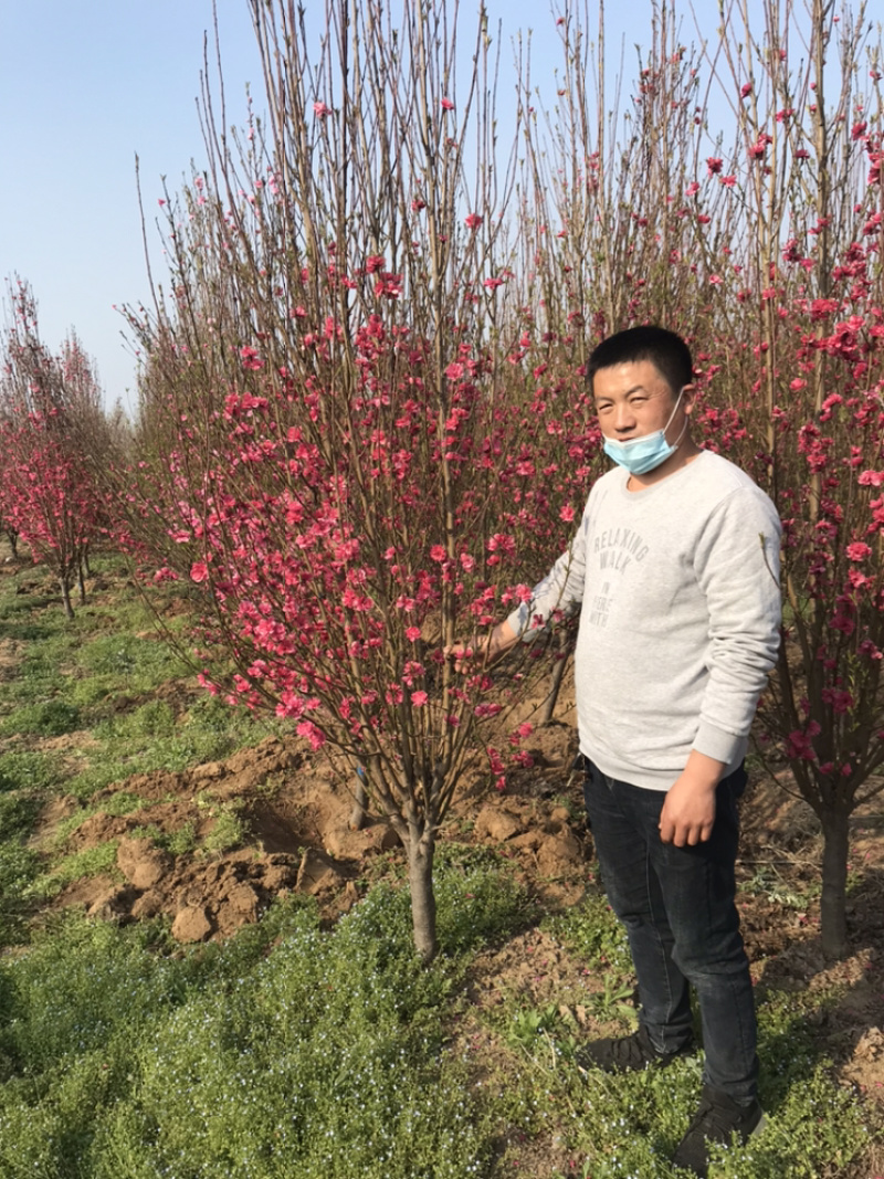 龙柱碧桃苗地径3～12cm红花粉花白花多瓣