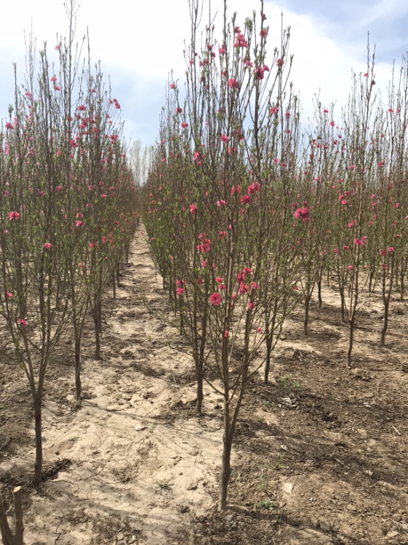 龙柱碧桃苗地径3～12cm红花粉花白花多瓣