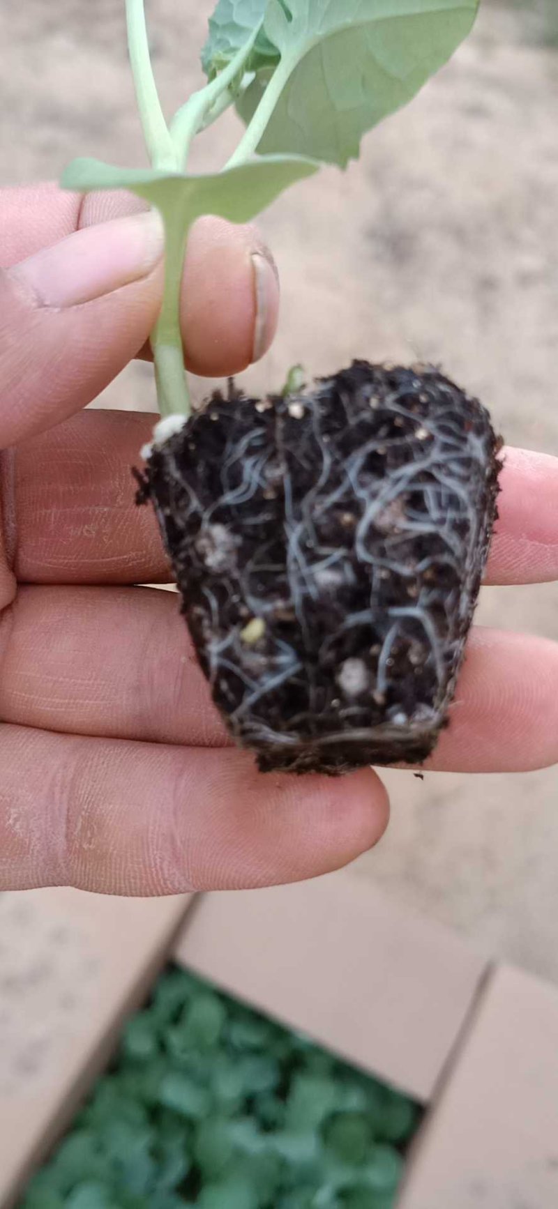 西兰花苗炎秀，耐寒优秀，苗子质量很好，发货方便。破损补发