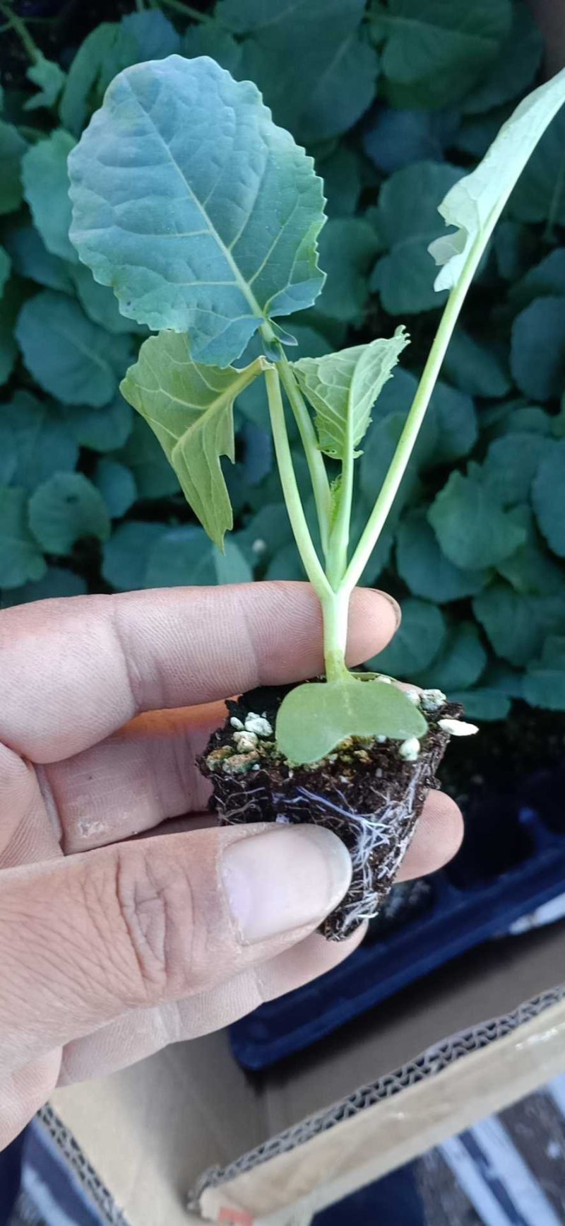 西兰花苗炎秀，耐寒优秀，苗子质量很好，发货方便。破损补发