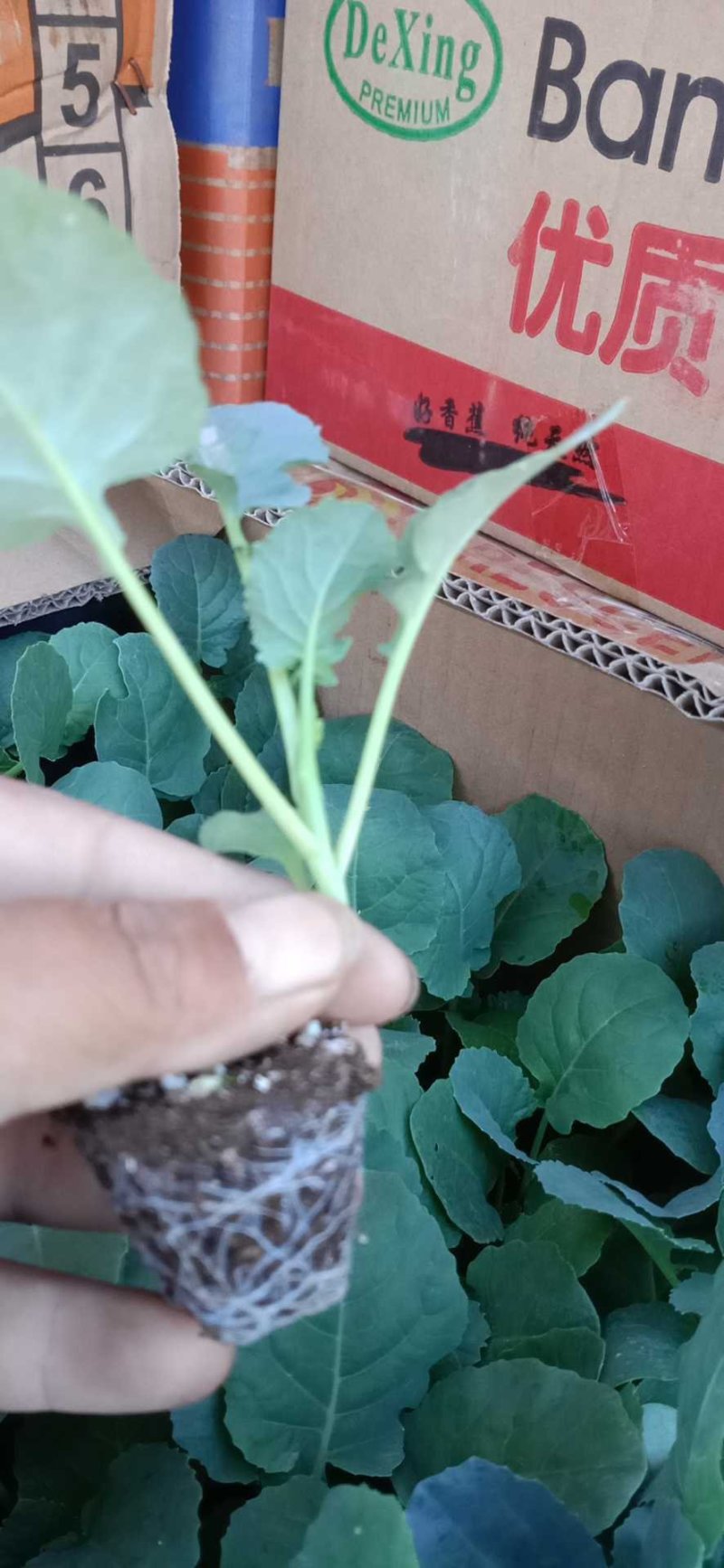 西兰花苗炎秀，耐寒优秀，苗子质量很好，发货方便。破损补发