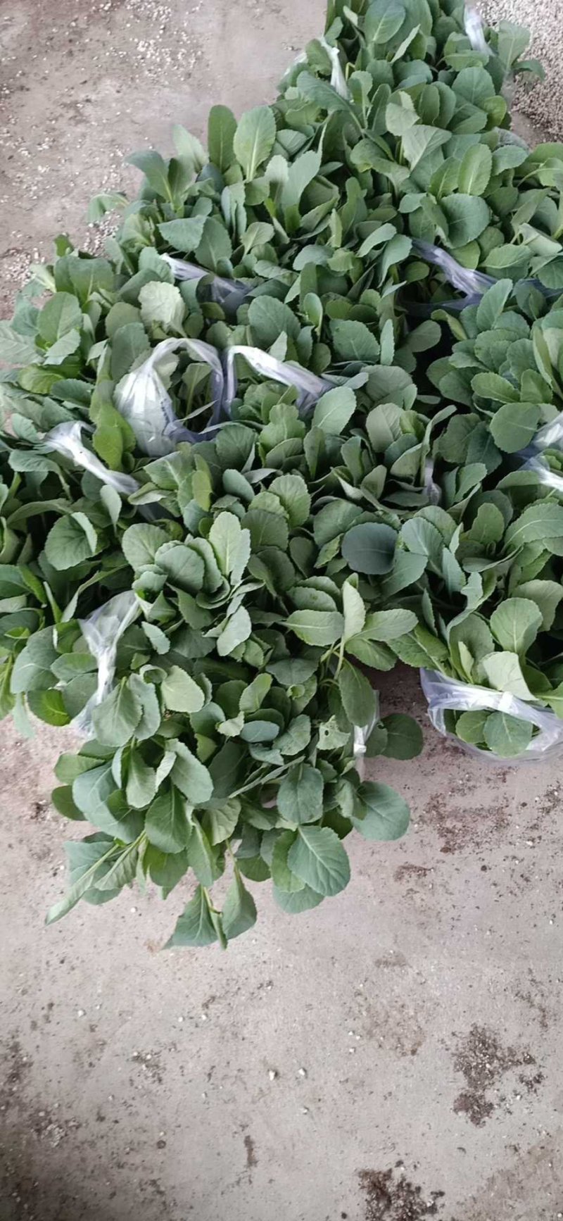 西兰花苗炎秀，耐寒优秀，苗子质量很好，发货方便。破损补发
