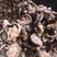 大量批发榛蘑长白山榛蘑小鸡炖蘑菇榛蘑片榛蘑丁蘑菇
