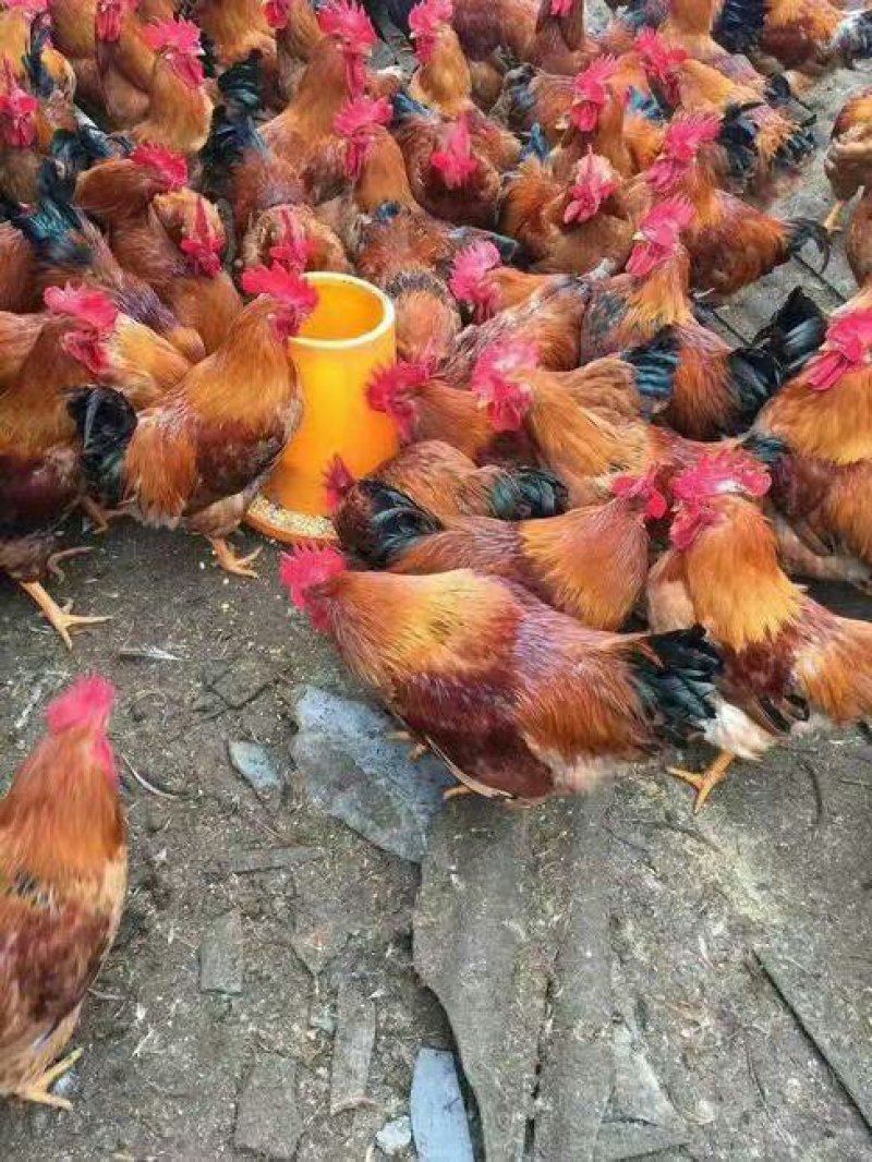 鸡苗，良凤花鸡苗，诚信经营，常年大量供应