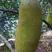 海南菠萝蜜，木菠萝，量大从优。马来西亚一号品种，泰八品种