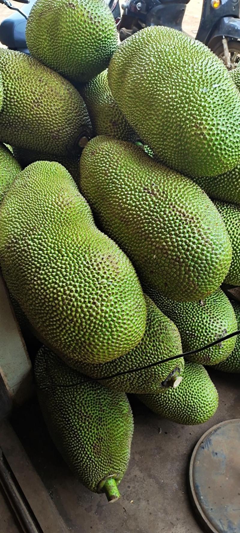 海南菠萝蜜，木菠萝，量大从优。马来西亚一号品种，泰八品种