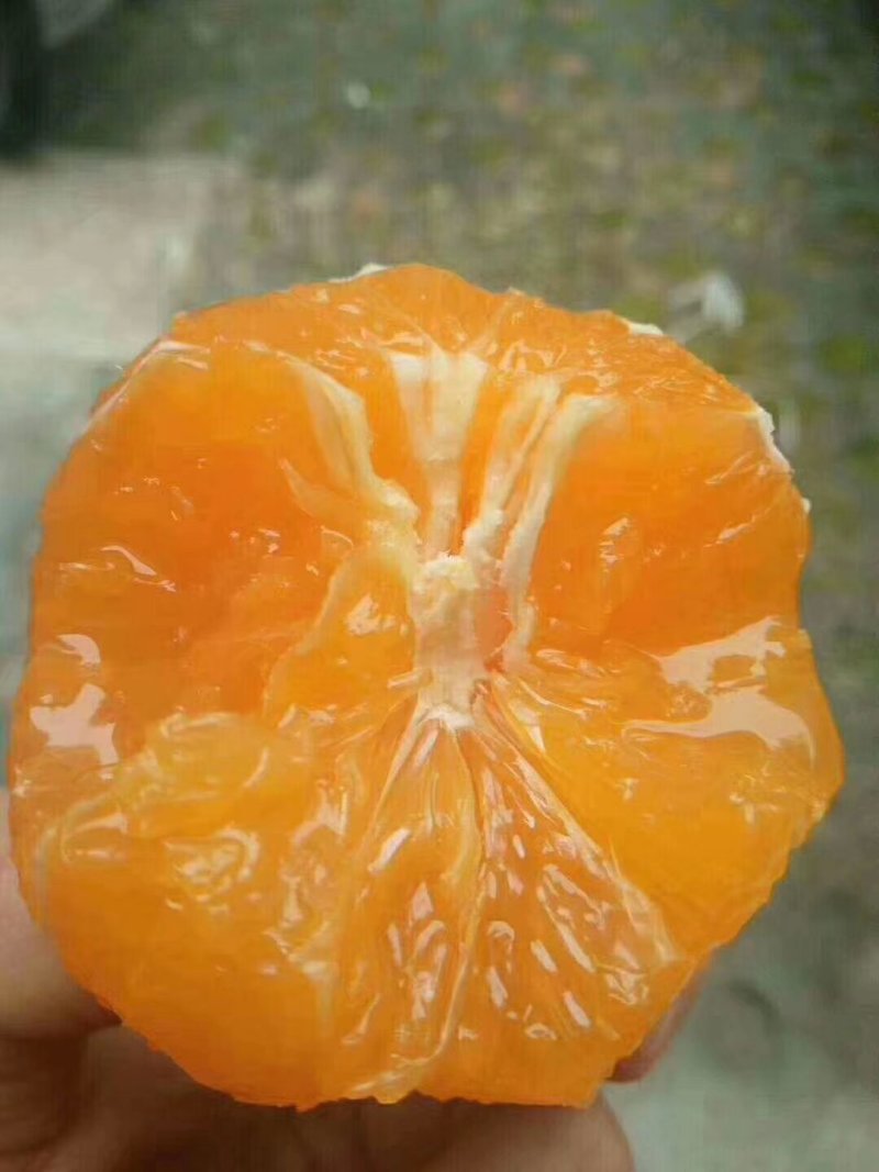 秭归长虹纽荷尔脐橙支持视频验货，打款发货