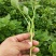 济薯26红薯苗