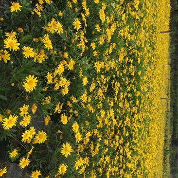 木春菊大量出售，木春菊基地直销，木春菊1价格，木春菊盆苗