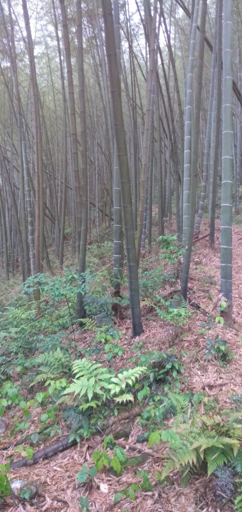 精品竹子出售，质量优，数量大，囊厚，全是10公分以上的