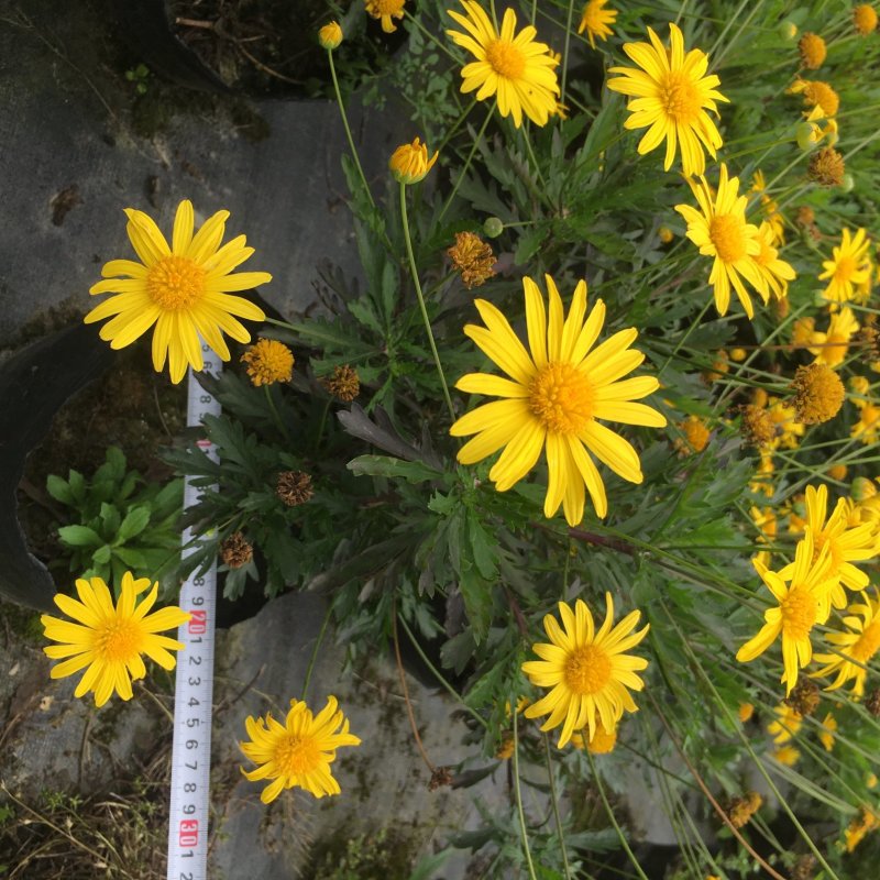 木春菊盆苗基地，木春菊袋苗，16杯木春菊价格