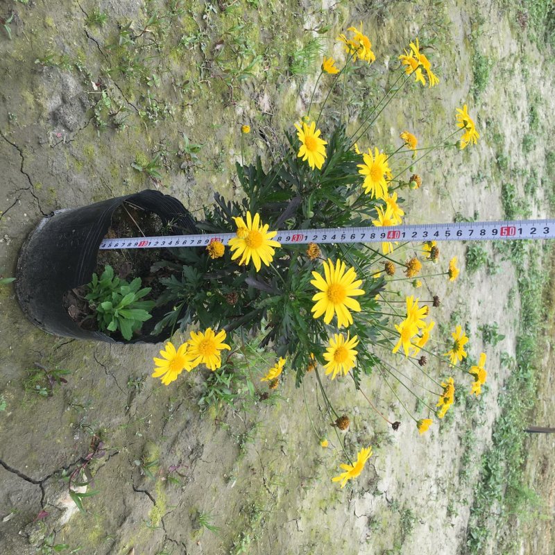 木春菊盆苗基地，木春菊袋苗，16杯木春菊价格