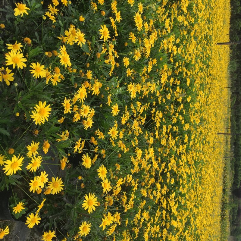 木春菊盆苗基地，木春菊袋苗，16杯木春菊价格