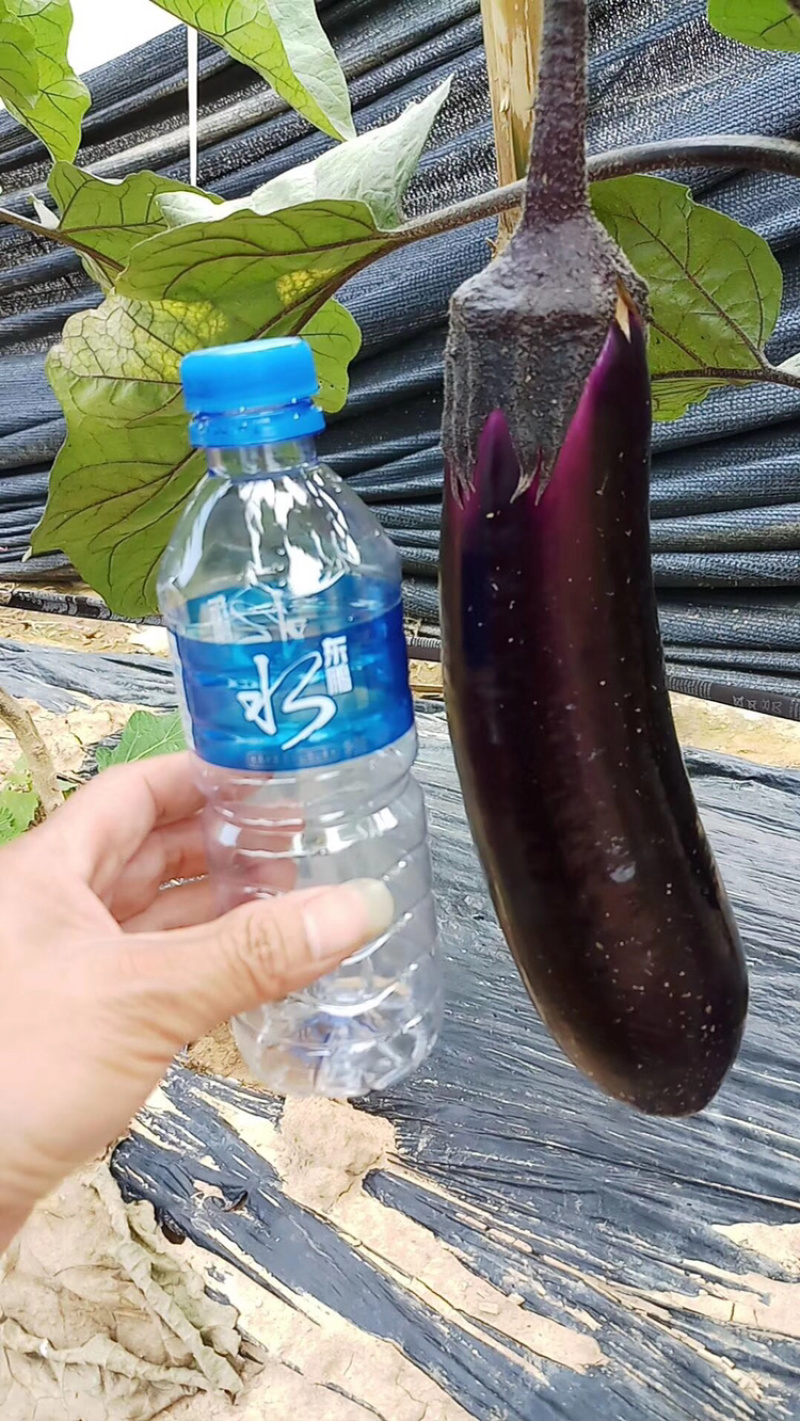 广东茄子苗原产地直销一手货源欢迎全国客商视频前来选购