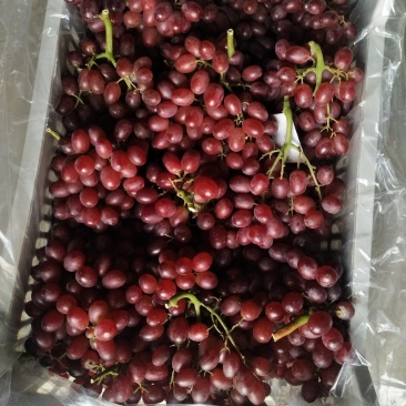 河北饶阳精品甜口精品葡萄