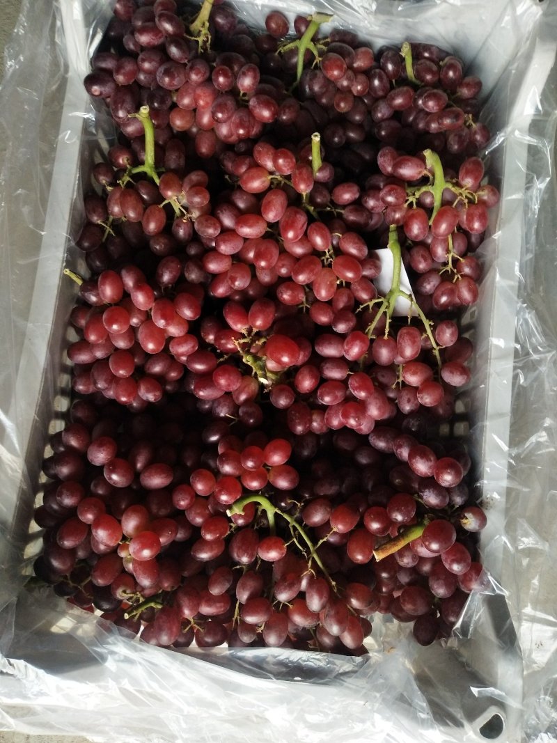 河北饶阳精品甜口精品葡萄
