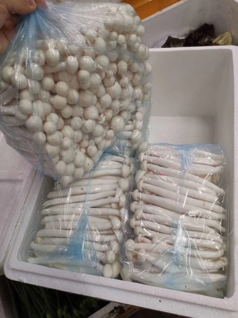 海鲜菇鲜菇