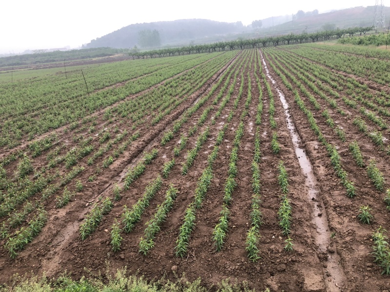 代培育各品种桃苗（野毛桃壳）苗圃基地