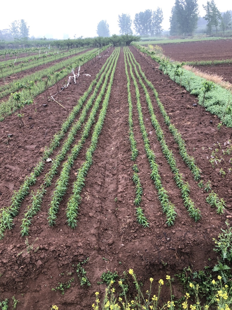 代培育各品种桃苗（野毛桃壳）苗圃基地