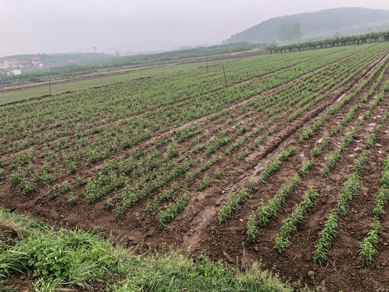 代培育各品种桃苗（野毛桃壳）苗圃基地