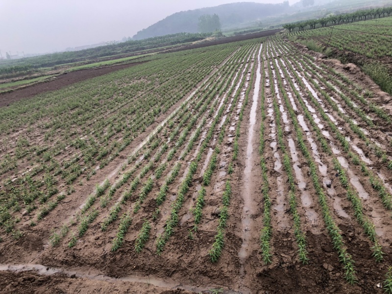 代培育各品种桃苗（野毛桃壳）苗圃基地