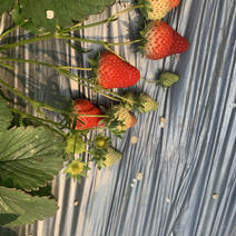 云南草莓，夏草莓