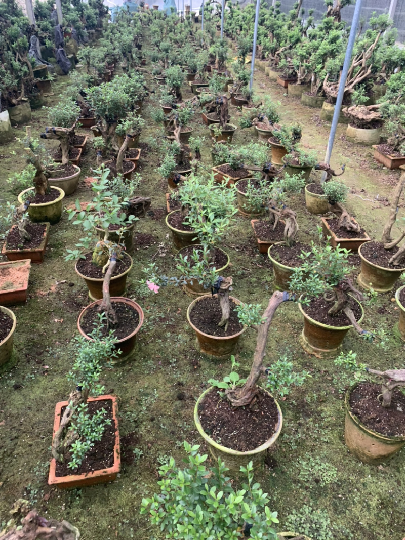 杜鹃桩小盆景，嫁接各种颜色，造型独特