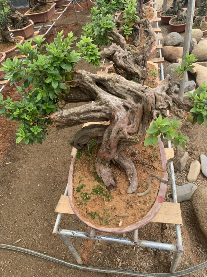 杜鹃桩小盆景，嫁接各种颜色，造型独特