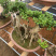 杜鹃桩小盆景，嫁接各种颜色，造型独特