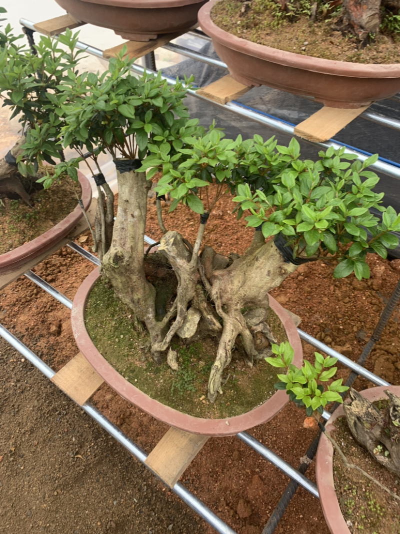 杜鹃桩小盆景，嫁接各种颜色，造型独特