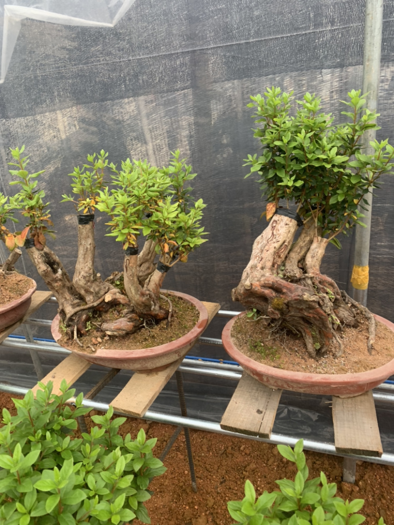 杜鹃桩小盆景，嫁接各种颜色，造型独特