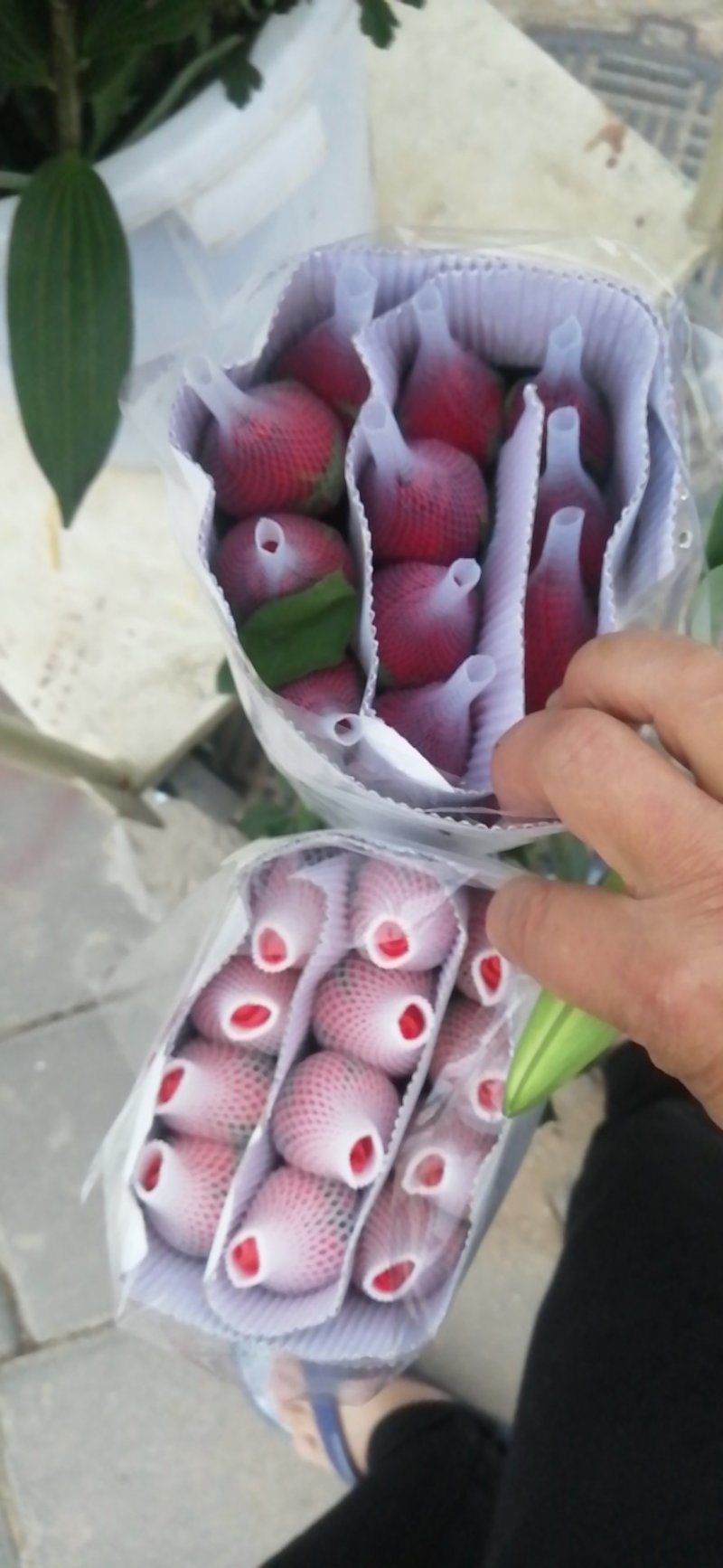 花卉盆景绿化苗草皮