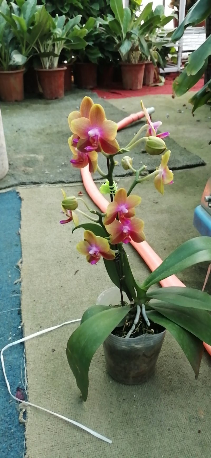 花卉盆景绿化苗草皮