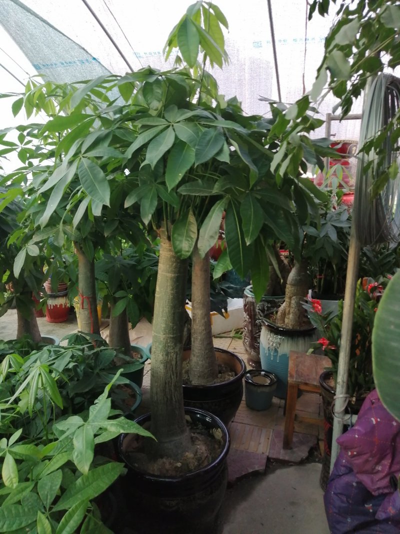 花卉盆景绿化苗草皮