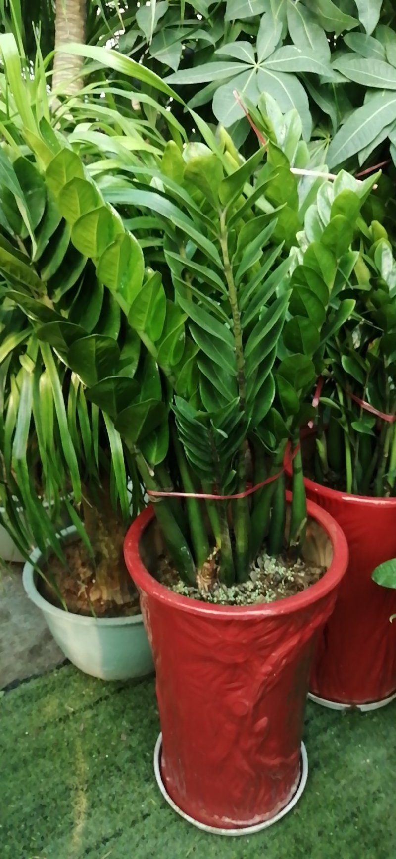 花卉盆景绿化苗草皮