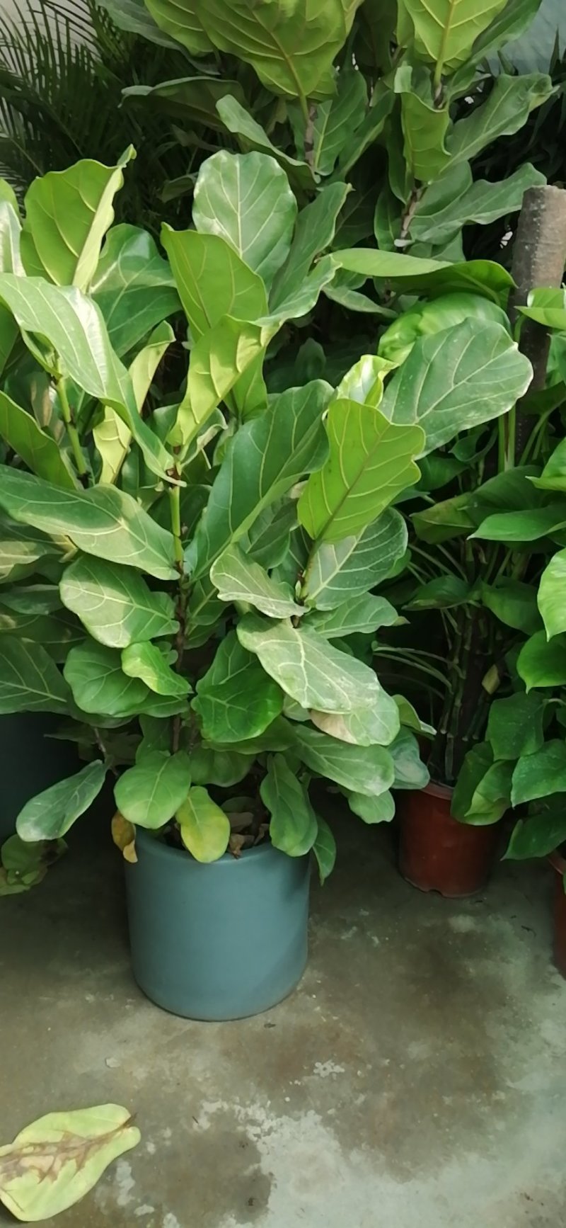 花卉盆景绿化苗草皮