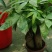 花卉盆景绿化苗草皮