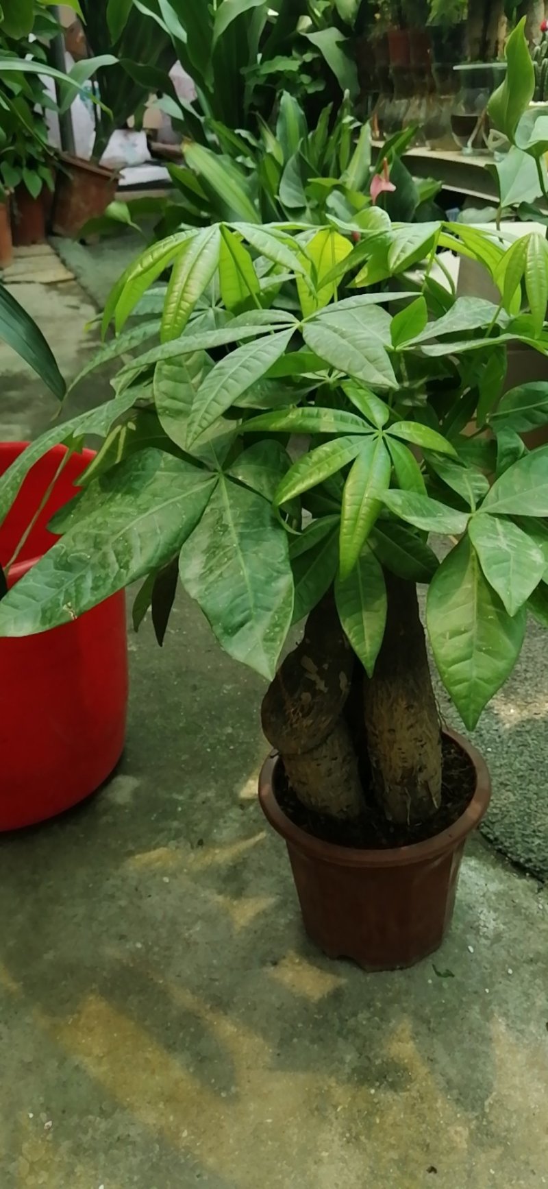花卉盆景绿化苗草皮