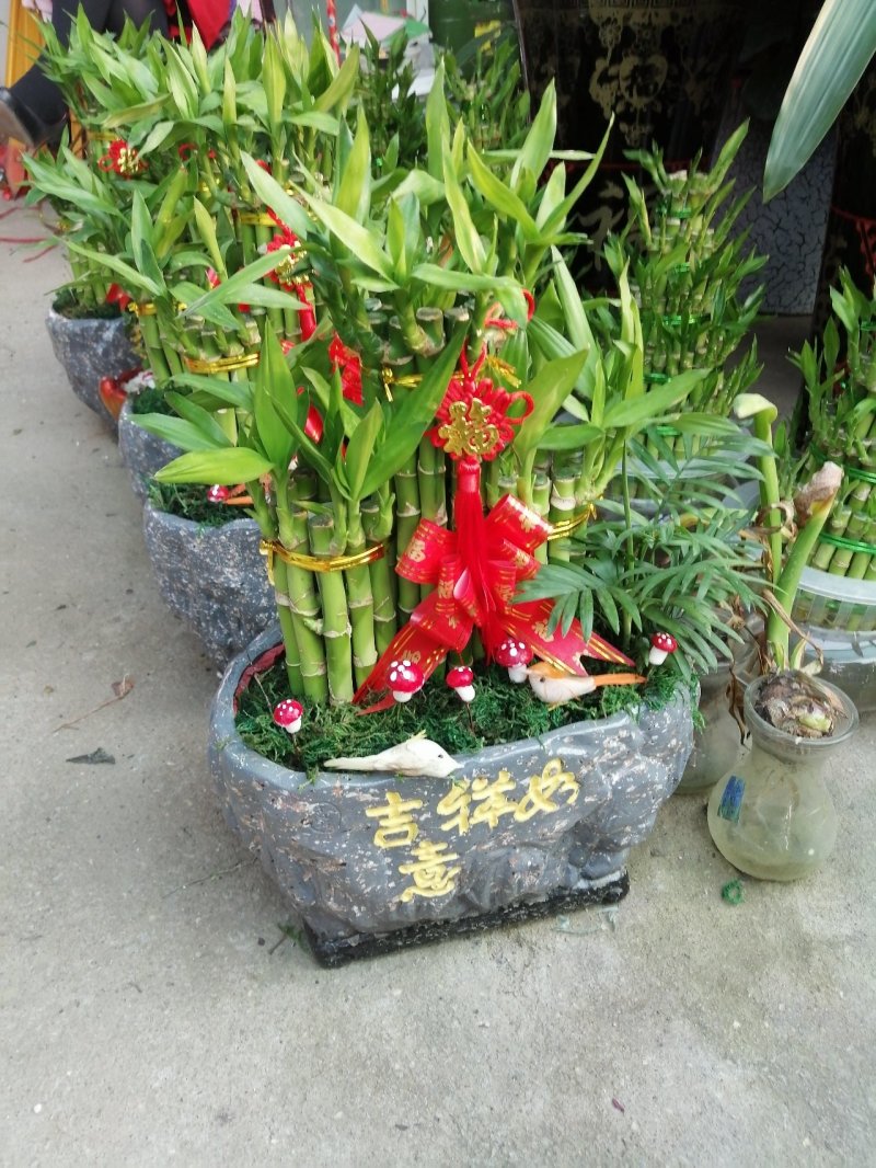 花卉盆景绿化苗草皮