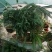 花卉盆景绿化苗草皮