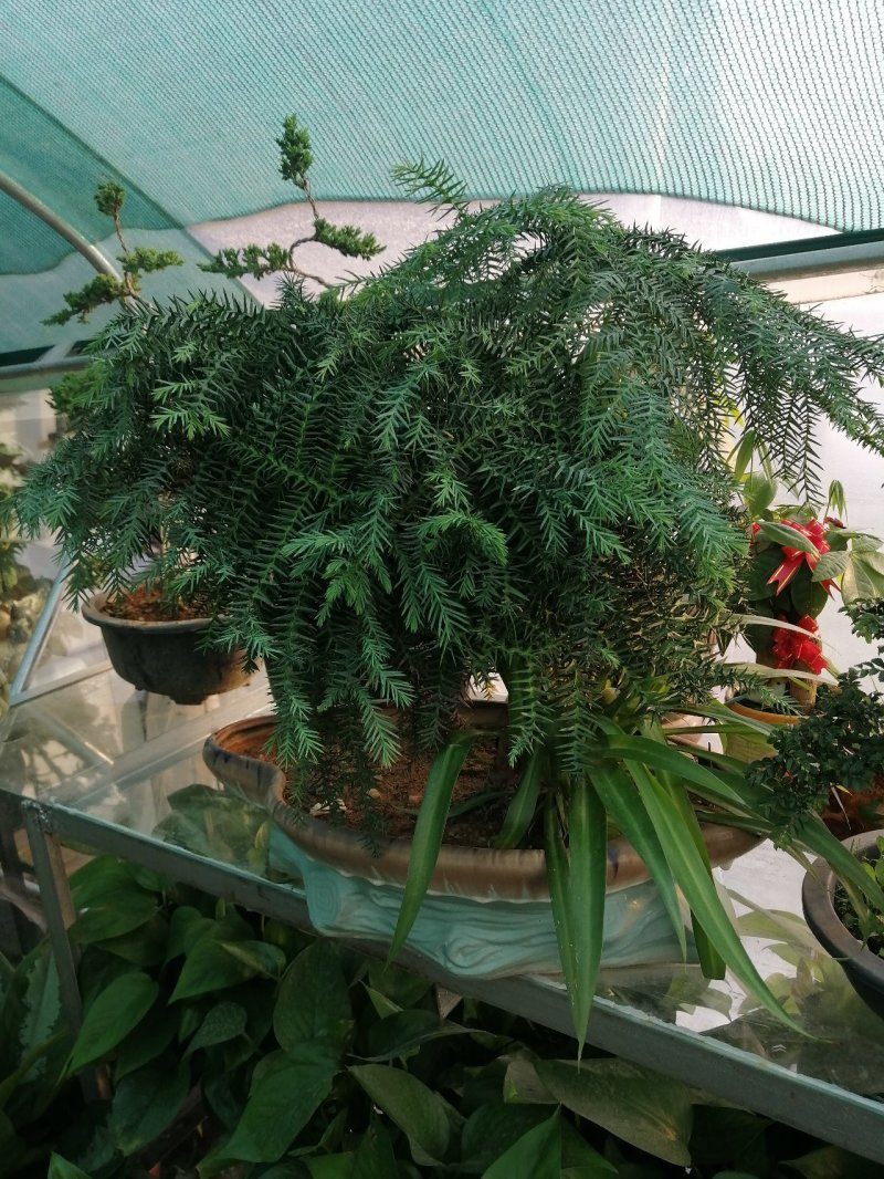 花卉盆景绿化苗草皮