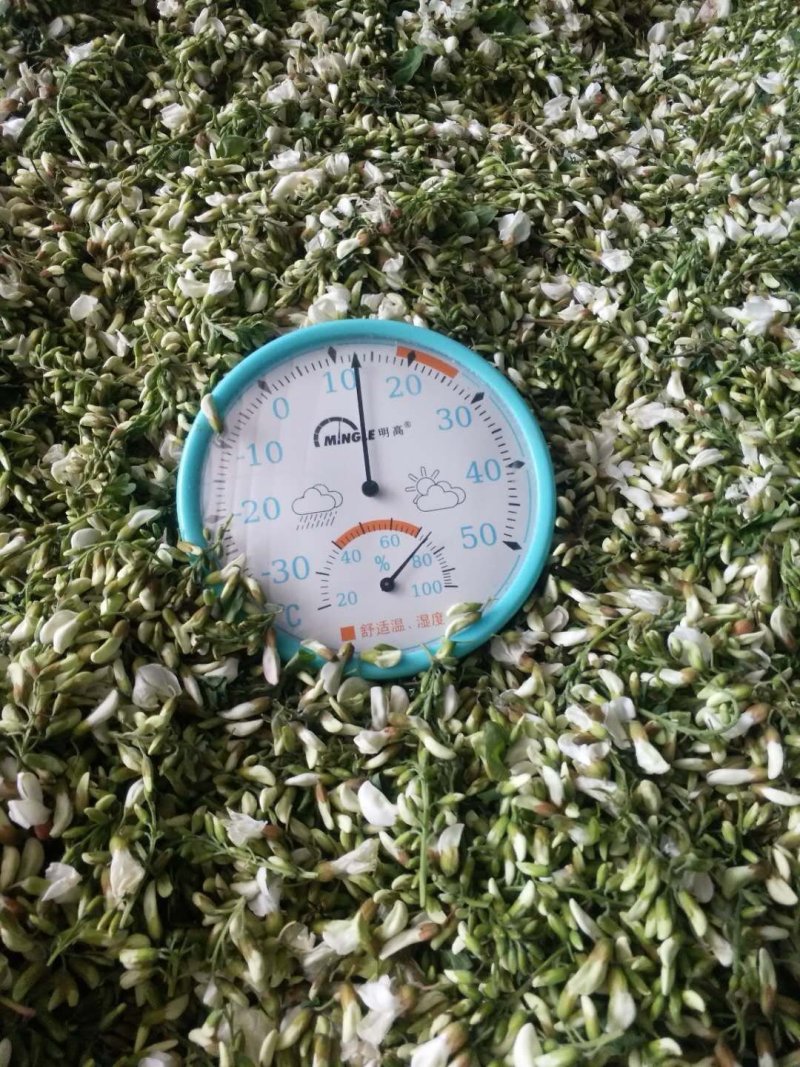 洋槐花野生产地直供加冰保鲜冷链运输每天供货三万斤