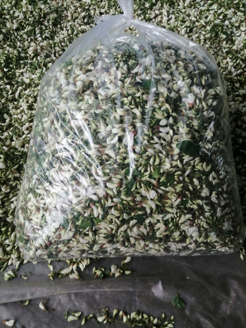 洋槐花野生产地直供加冰保鲜冷链运输每天供货三万斤