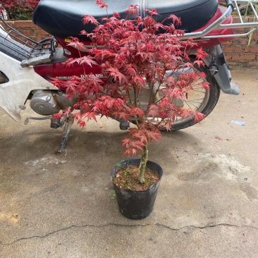 红枫，三季枫，绿化工程用苗