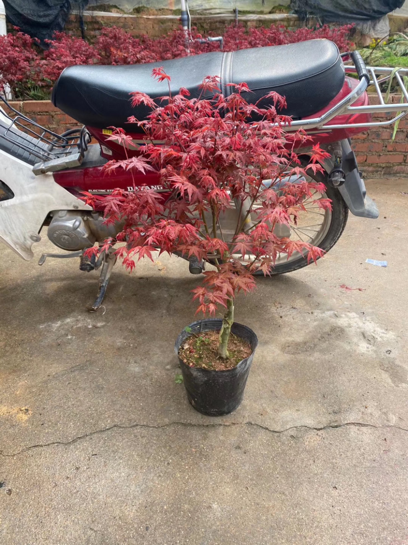 红枫，三季枫，绿化工程用苗